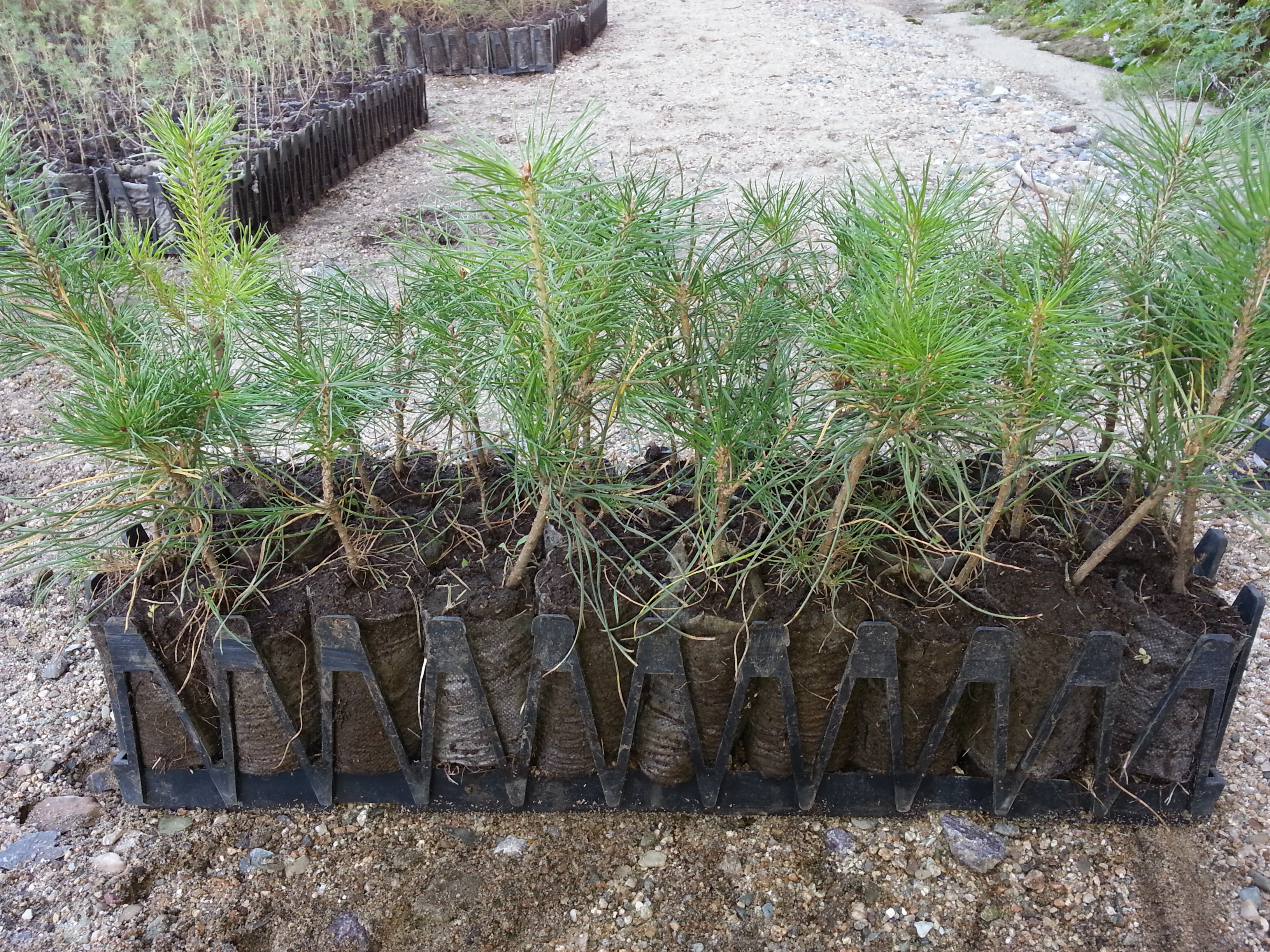 Мод үржүүлгийн газар